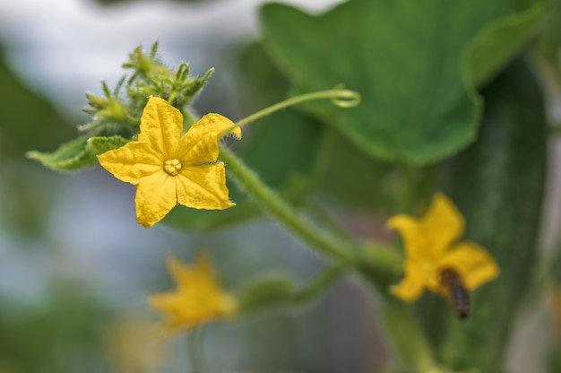 Fleur de concombre en fleurs jaune sur un arrière-plan flou Culture de légumes à effet de serre