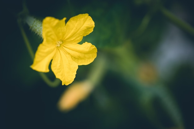 Fleur de concombre jaune