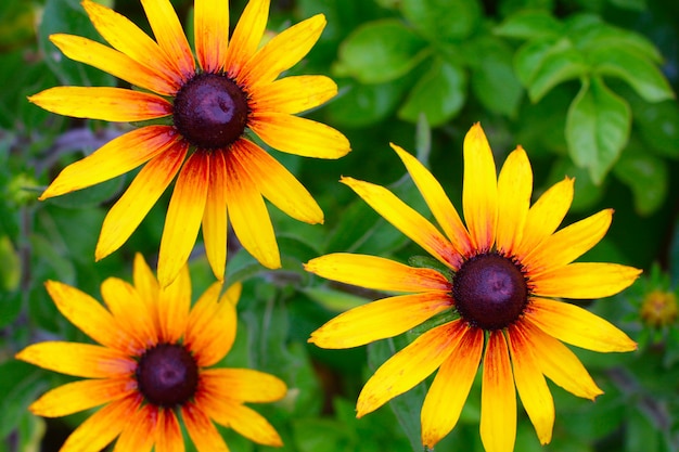 Fleur conique grosse jaune