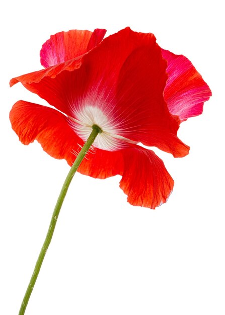 Fleur de coquelicot rouge lat Papaver isolé sur fond blanc