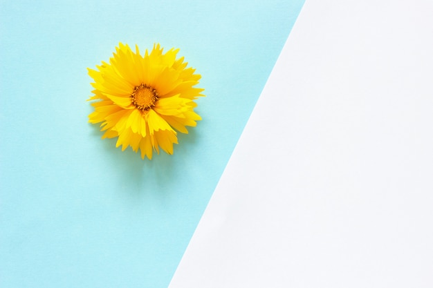 Une fleur de Coreopsis jaune sur papier blanc et bleu