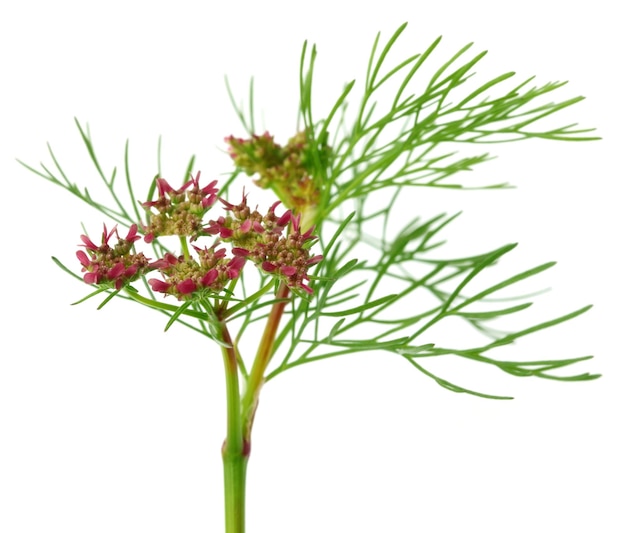 Fleur de coriandre avec des feuilles sur fond blanc