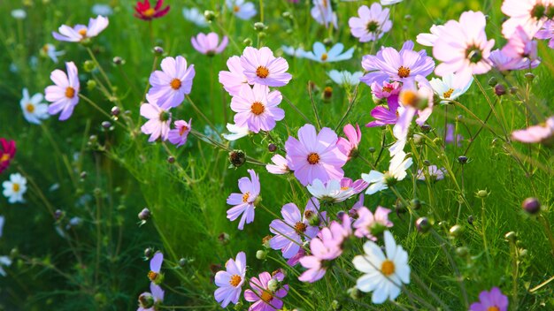 Fleur de Cosmeya, éclairée par le soleil