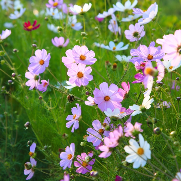 Fleur de Cosmeya, éclairée par le soleil