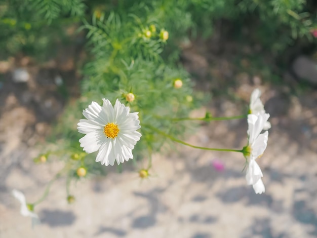 Fleur de cosmos blanc dans le jardin