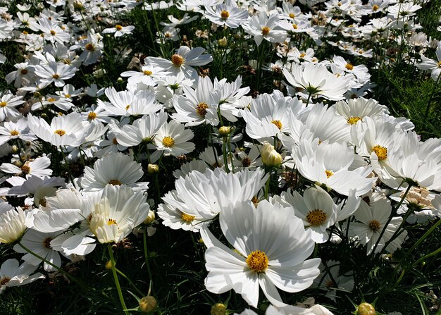 Fleur de cosmos blanc dans le jardin