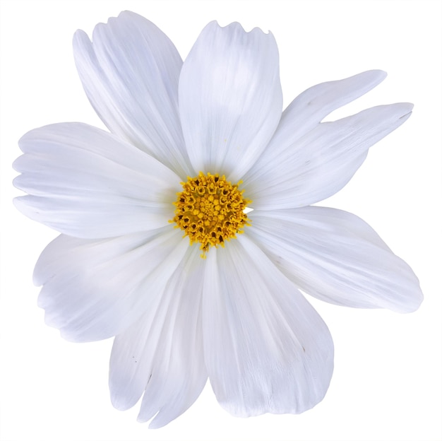 Fleur de cosmos blanc isolé sur fond blanc