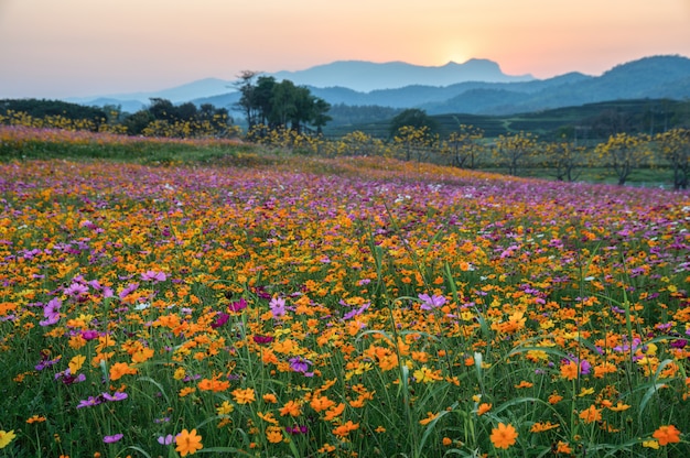 Fleur de cosmos coloré qui fleurit sur la colline