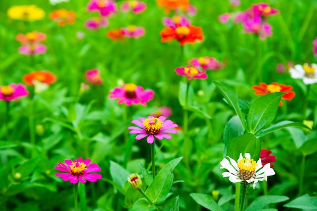 Fleur de cosmos colorée dans la nature