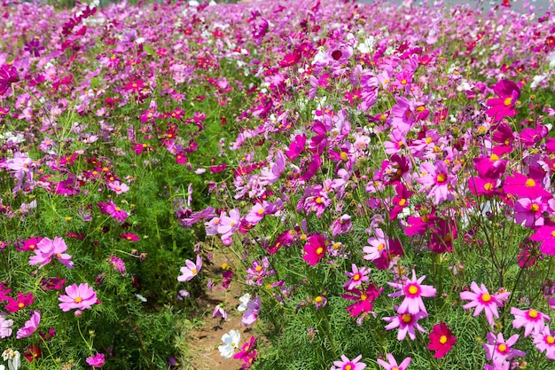 Fleur de cosmos Cosmos Bipinnatus