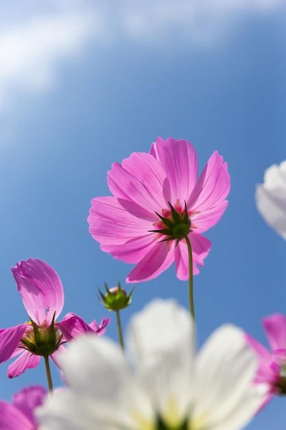 Photo fleur de cosmos cosmos bipinnatus