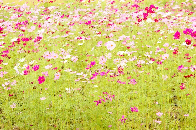 Fleur de cosmos dans le jardin.