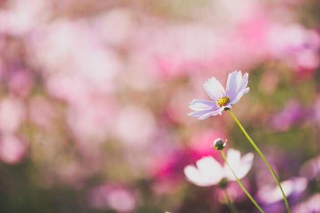 Fleur de cosmos gros plan sur fond de coucher de soleil avec mise au point sélective douce