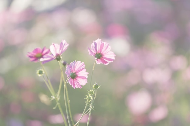 Fleur de cosmos gros plan sur fond de coucher de soleil avec mise au point sélective douce