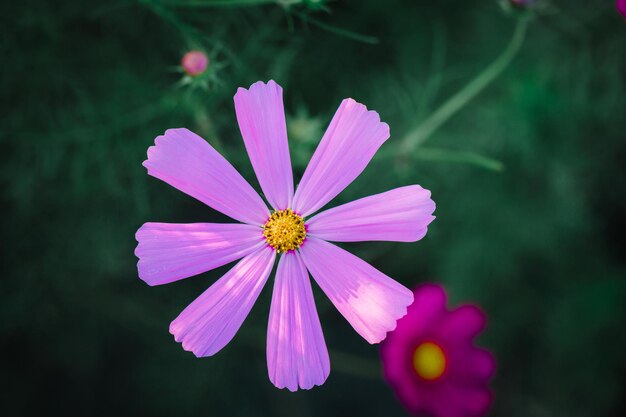 Fleur de cosmos gros plan sur fond de coucher de soleil avec mise au point sélective douce