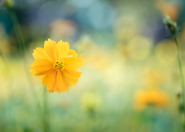 Fleur de cosmos jaune dans le jardin, Thaïlande.