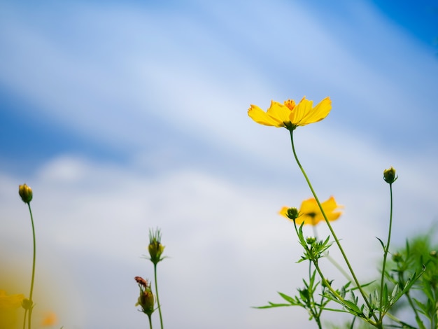 Fleur de cosmos jaune sur fond de ciel bleu vif