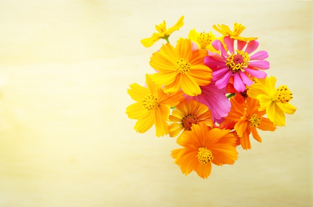 Fleur de cosmos jaune magnifique sur fond de bois.