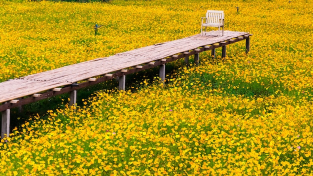 Fleur cosmos jaune avec passerelle