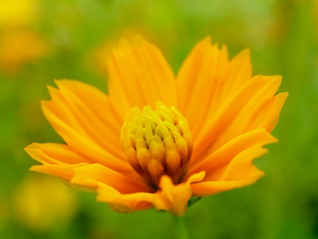 Fleur De Cosmos Jaune Vif Parfait Dans Le Jardin