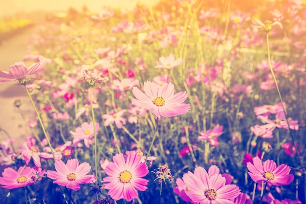 Fleur de cosmos et de la lumière du soleil dans le pré avec ton vintage.