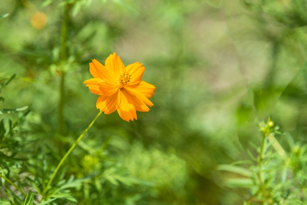 Photo fleur de cosmos orange avec fond vert