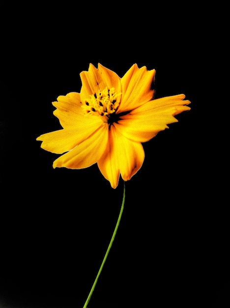 Fleur de cosmos orange isolée