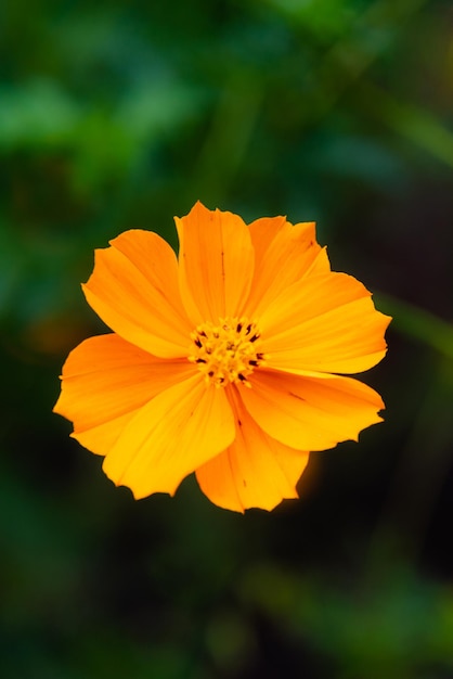 Photo fleur de cosmos orange et soufre dans un jardin