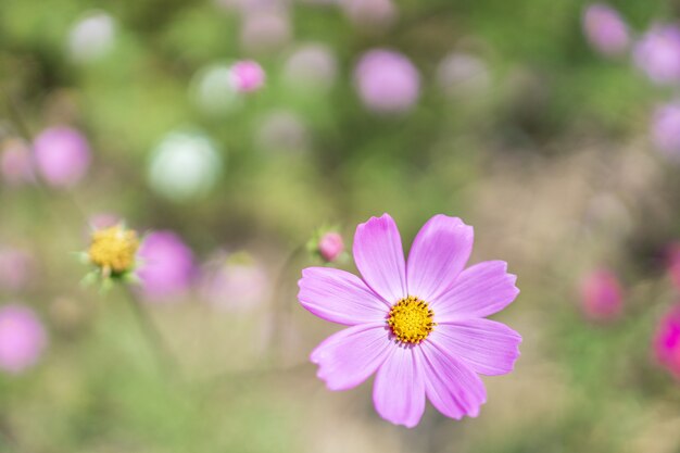 Fleur de cosmos pourpre dans le jardin de fleurs de jour