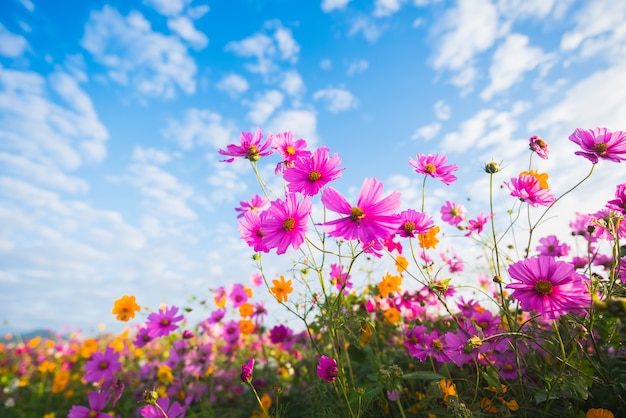 La fleur Cosmos de la prairie