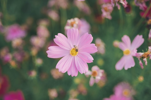 Fleur de cosmos qui fleurit sous la lumière du soleil - Image