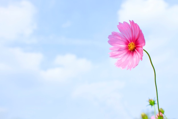 Fleur cosmos rose sur ciel bleu