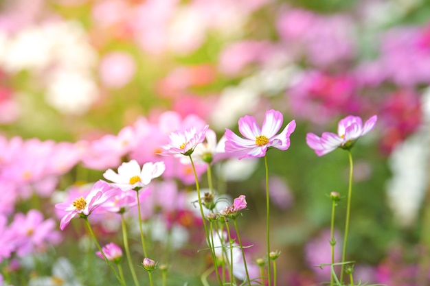 Fleur de cosmos rose dans le champ du cosmos