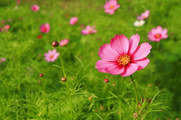 Fleur cosmos rose dans la cour