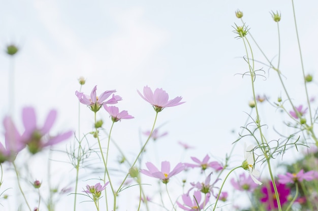 Fleur cosmos rose dans le jardin