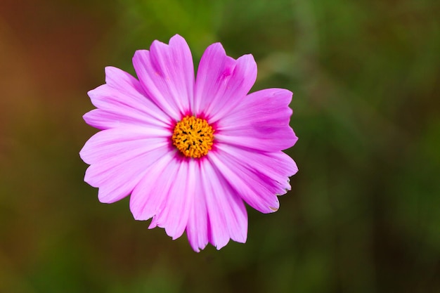 Fleur de cosmos rose et fond de fleurs