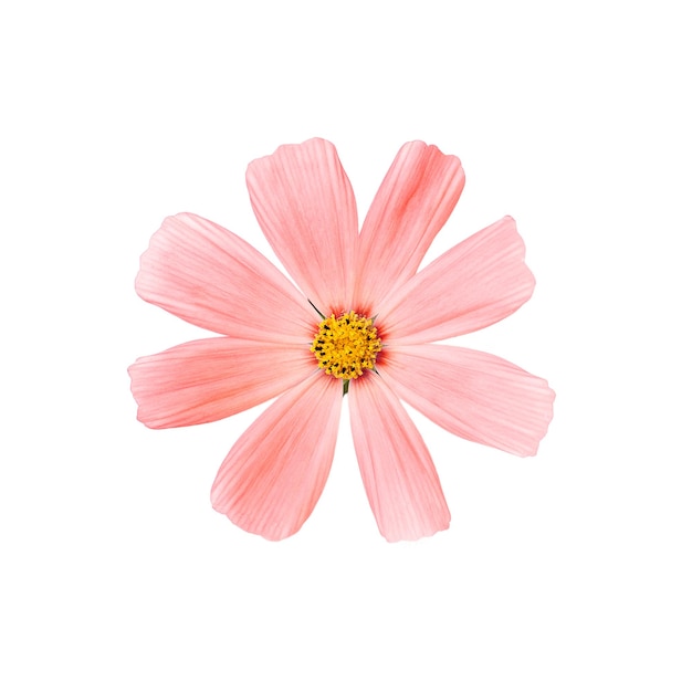 Fleur de cosmos rose isolé sur fond blanc