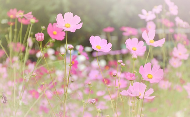 Fleur de cosmos rose magnifique avec fond de ciel bleu.