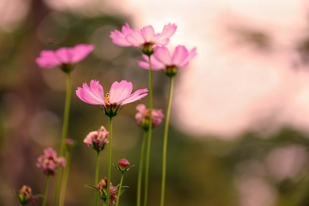 Fleur de cosmos rose pastel belle en journée ensoleillée au parc