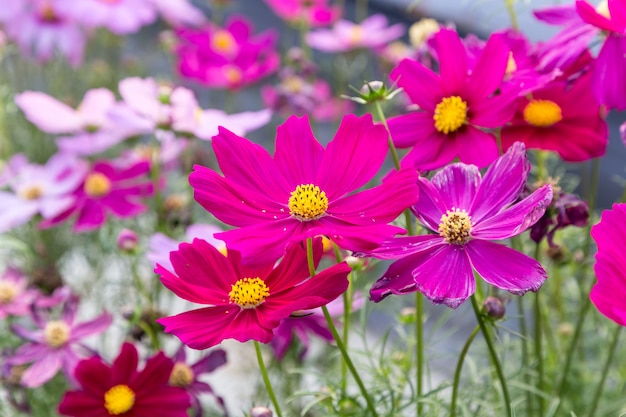 fleur de cosmos rose qui fleurit dans le champ