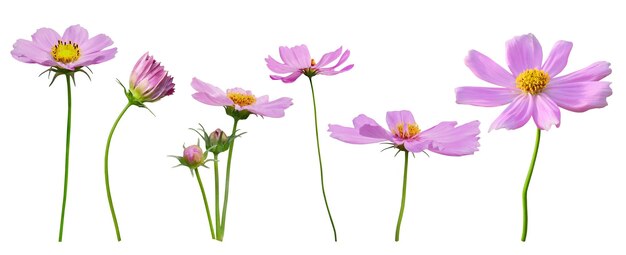 Fleur de cosmos rose qui fleurit sur fond blanc