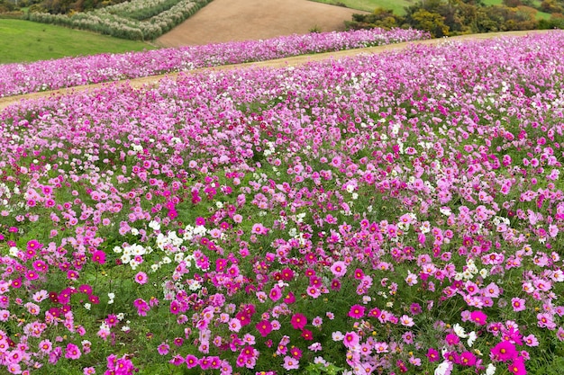 fleur de cosmos rose