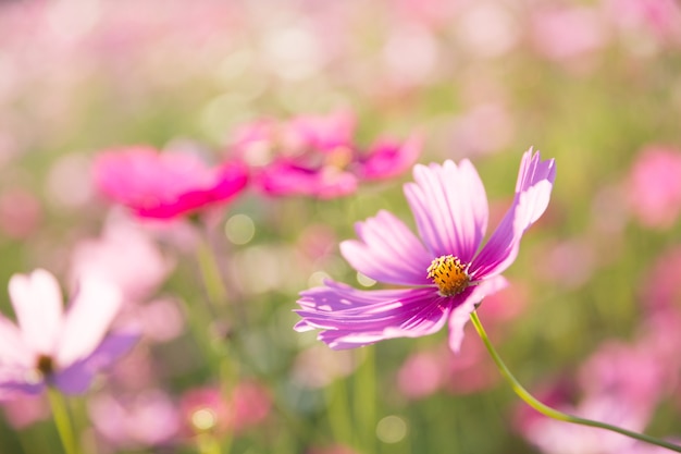 Fleur de cosmos se bouchent sur le coucher du soleil