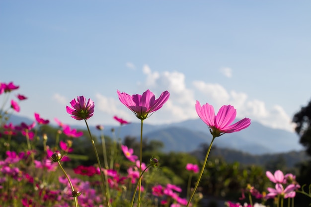 Photo fleur de cosmos en soirée et fond de ciel bleu