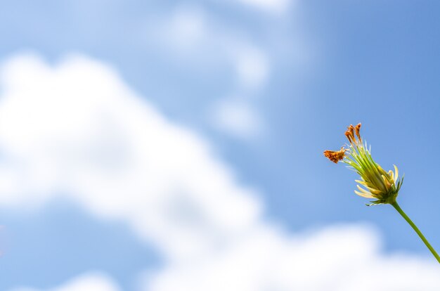 Fleur de Cosmos sous un ciel bleu en été