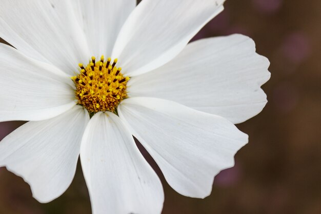 Fleur cosmos en Thaïlande