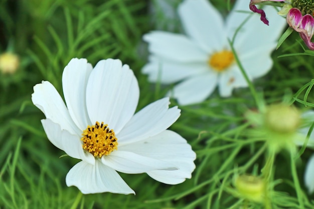 Fleur de cosmos en tropical