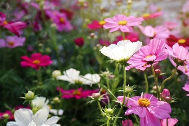 Fleur de cosmos en tropical