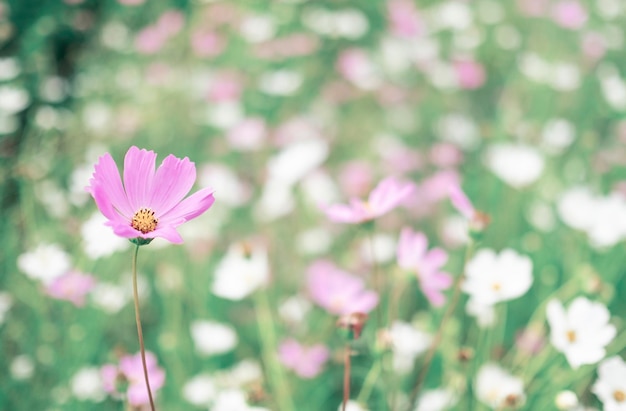 Fleur de cosmos violet et blanc dans le champ