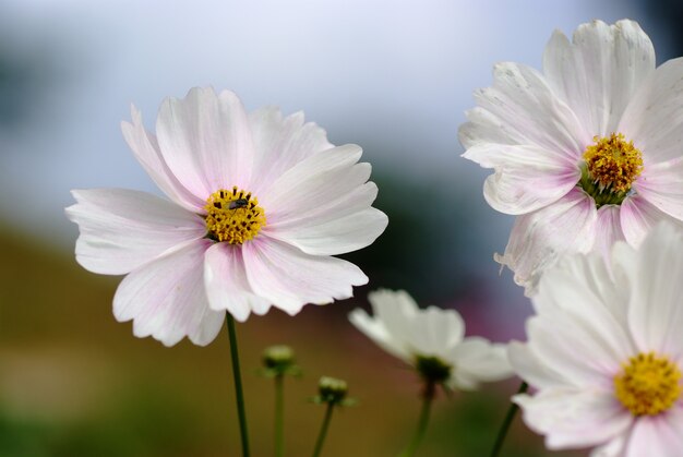 Fleur cosmos